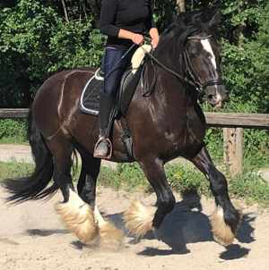 Pony reiten   Pferde  kennen lernen  Bild 7