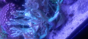Korallen aus Nachzucht Bild 4