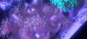 Korallen aus Nachzucht Bild 3