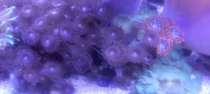 Korallen aus Nachzucht Bild 2