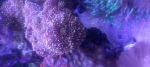 Korallen aus Nachzucht Bild 1