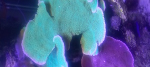 Korallen aus Nachzucht Bild 7