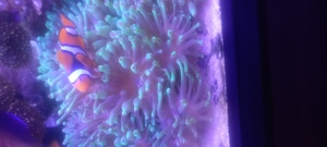 Korallen aus Nachzucht Bild 6