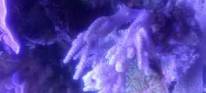 Korallen aus Nachzucht Bild 9