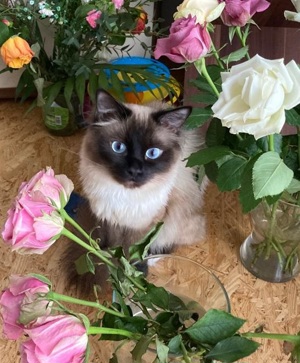 Heilige Birma Deckkater Bild 3