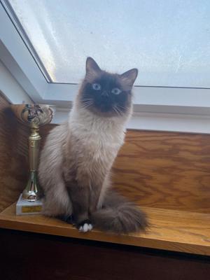 Heilige Birma Deckkater Bild 5