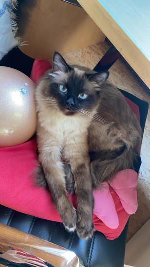 Heilige Birma Deckkater Bild 4