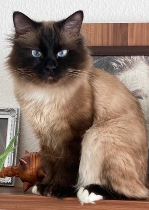 Heilige Birma Deckkater Bild 6