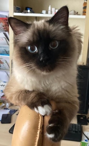 Heilige Birma Deckkater Bild 7