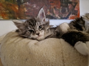 Reinrassige Maine Coon Kitten Bild 6