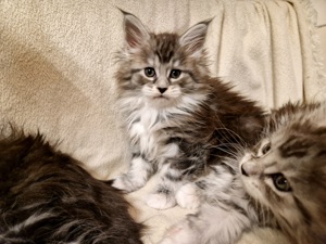 Reinrassige Maine Coon Kitten Bild 2