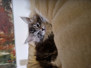 Reinrassige Maine Coon Kitten Bild 7