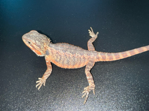 Bartagamen - Pogona vitticeps Nachzuchten aus 2023 