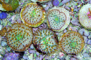 Korallenableger- Cycloseris fralinae Pilzkoralle Bild 2