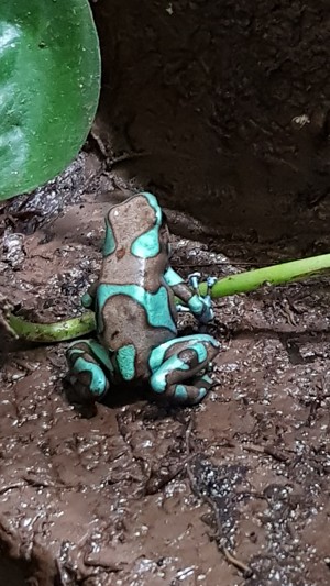 Diverse Nachzuchten Dendrobaten Dendrobates Pfeilgiftfrösche Frösche abzugeben