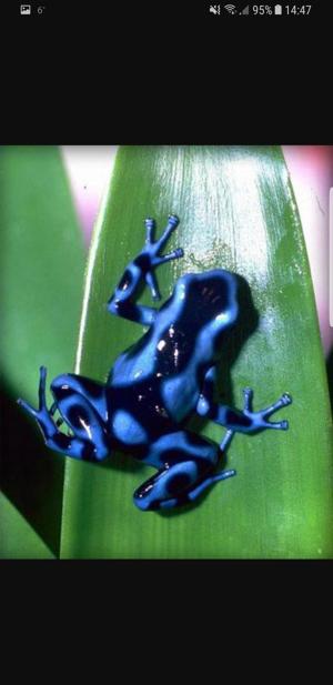 Nachzuchten Dendrobaten Dendrobates Pfeilgiftfrösche Frösche abzugeben Bild 6