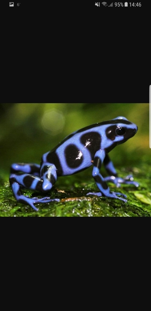 Nachzuchten Dendrobaten Dendrobates Pfeilgiftfrösche Frösche abzugeben Bild 4