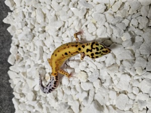 0.1 Leopardgecko Tangerine Cross Bild 5