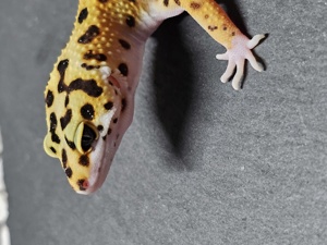 0.1 Leopardgecko Tangerine Cross Bild 4