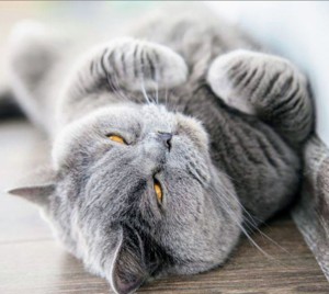 Typvoller,gesunder BKH Deckkater freut sich auf rollige Katzen Bild 1