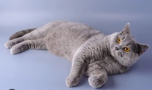 Typvoller,gesunder BKH Deckkater freut sich auf rollige Katzen Bild 2