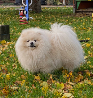 Zwergspitz Deckrüde Pomeranian