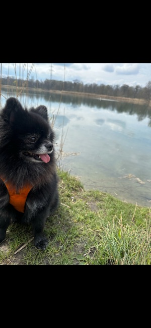 Deckrüde , Pomeranian, Zwergspitz