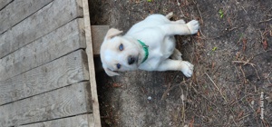 Husky Labrador Welpen mit blauen Augen Bild 5