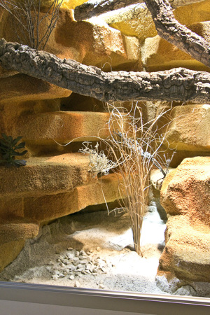 Steppen-Wüstenterrarium für Bartagamen und alle anderen Steppenbewohnende Reptilien Bild 7