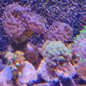  Korallenableger LPS ab 10   Bild 1