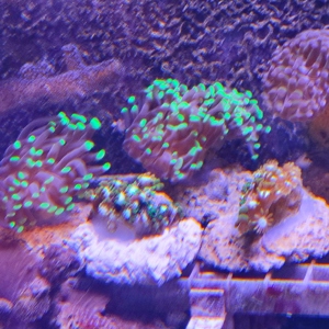  Korallenableger LPS ab 10   Bild 3
