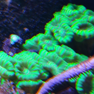  Korallenableger LPS ab 10   Bild 7