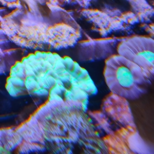  Korallenableger LPS ab 10   Bild 5