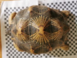 Astrochelys Radiata Strahlenschildkröten  Bild 3