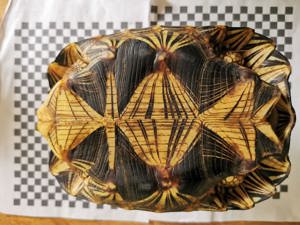 Astrochelys Radiata Strahlenschildkröten  Bild 7