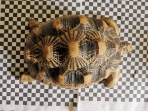 Astrochelys Radiata Strahlenschildkröten  Bild 9