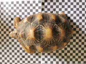 Astrochelys Radiata Strahlenschildkröten  Bild 1