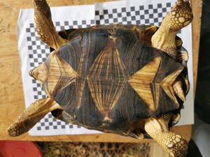 Astrochelys Radiata Strahlenschildkröten  Bild 4