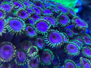 Zoanthus Fake chilli Meerwasser Koralle Bild 3