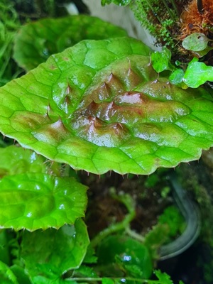 Begonia Susaniae,  Begonie,  Regenwald Terrarium Pflanze,  Rarität 