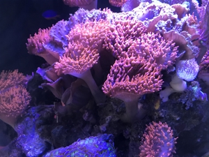 Koralle, Kupferanemone Anemone Blasenanemone Bild 1