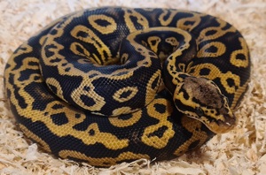 Confusion Pastel het Clown Männchen  Bild 5