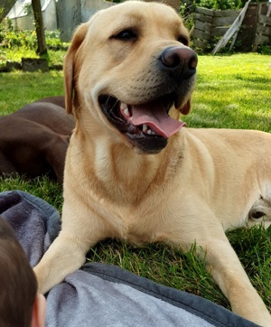 Labrador Deckrüde