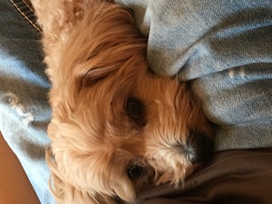 Deckhund Maltipoo 5 Jahre alt mit Deckerfahrung Bild 3