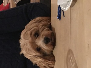 Deckhund Maltipoo 5 Jahre alt mit Deckerfahrung Bild 4