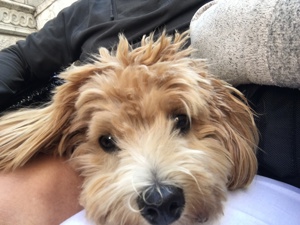Deckhund Maltipoo 5 Jahre alt mit Deckerfahrung Bild 5