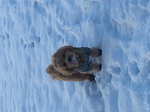 Deckhund Maltipoo 5 Jahre alt mit Deckerfahrung Bild 8