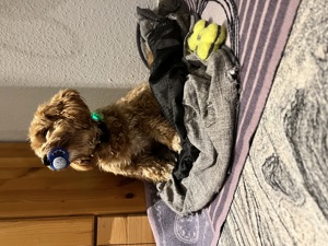 Deckhund Maltipoo 5 Jahre alt mit Deckerfahrung Bild 7