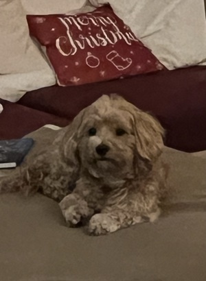 Deckhund Maltipoo 5 Jahre alt mit Deckerfahrung Bild 2