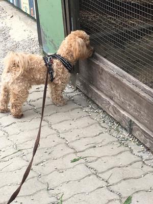 Deckhund Maltipoo 5 Jahre alt mit Deckerfahrung Bild 9